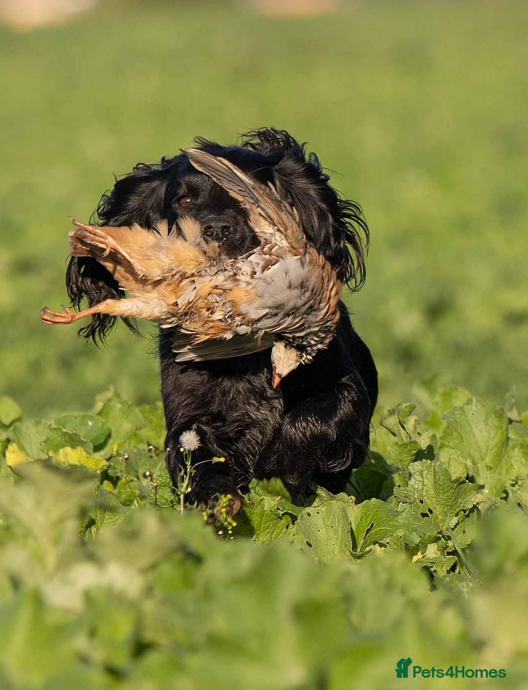 Cocker Spaniel dogs for stud: Extensively Health Tested KC Cocker - WELL PROVEN in Lincoln - Image 5