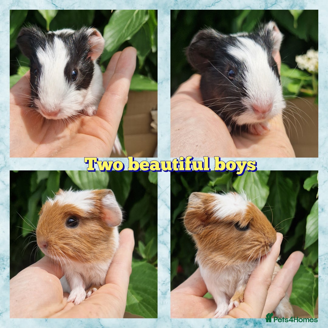 Guinea Pig rodents for sale: 2 beautiful babies arrive reserve Now  in Darwen - Image 3