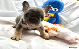 French Bulldog dogs for sale: French bulldog puppies - Image 15