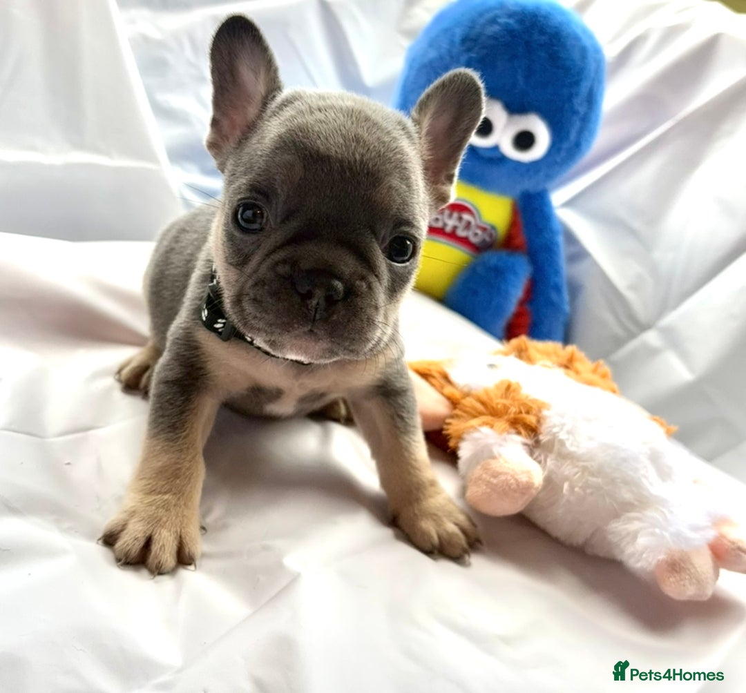 French Bulldog dogs for sale: French bulldog puppies - Image 15