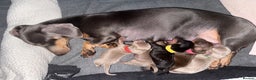 Miniature Dachshund dogs for sale: KC Miniature Dachshund short hair 4M 1F - Advert 16