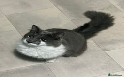Mixed Breed cats for sale: Flimflam & Bojo - Image 35