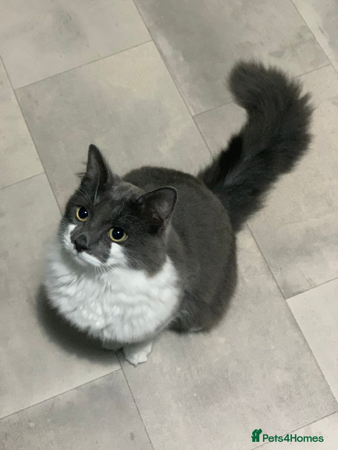 Mixed Breed cats for sale: Flimflam & Bojo - Image 35