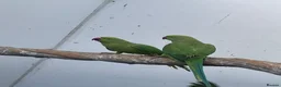 Ringnecks birds for sale: Indian Ringneck  - Advert 5