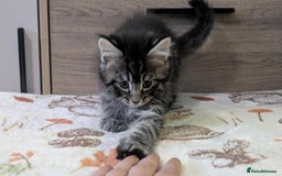 Maine Coon cats for sale: Maine Coon - Image 9