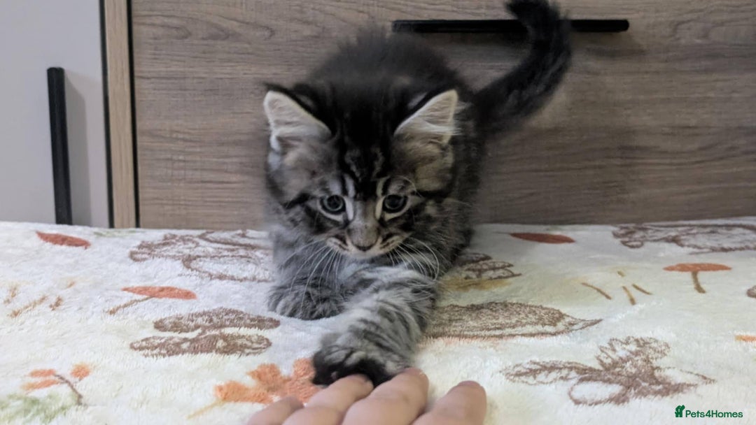 Maine Coon cats for sale: Maine Coon - Image 9