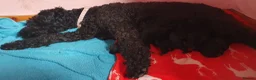 Kerry Blue Terrier dogs for sale: Kerry blue terrier puppies - Advert 5