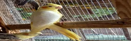 Cockatiels birds for sale: Baby  Cockatiels for sale - Advert 2
