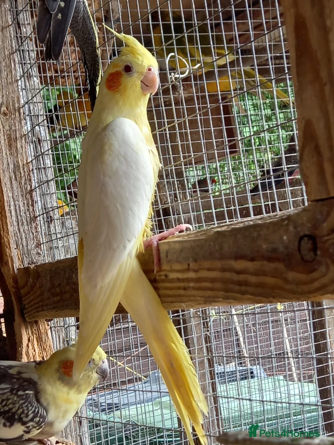 Cockatiels birds for sale: Baby  Cockatiels for sale - Advert 2