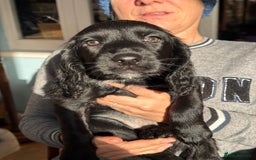 Cocker Spaniel dogs for sale: Beautiful working cocker spaniels.  - Advert 4