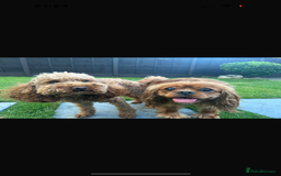 Cavapoo dogs for sale: Two Extensively Health Tested Cavapoo Girls   - Image 10