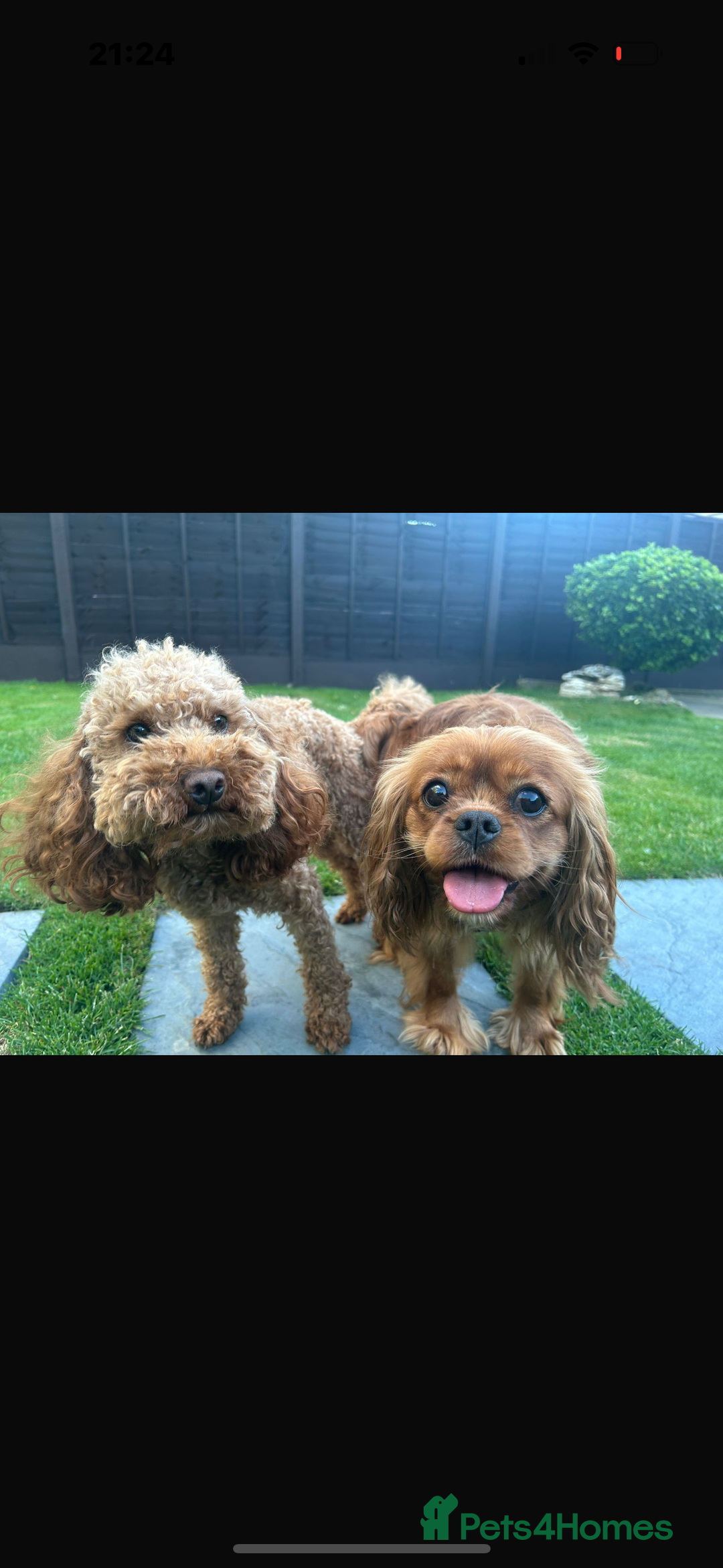 Cavapoo dogs for sale: Two Extensively Health Tested Cavapoo Girls   - Image 10
