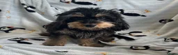 Cavapoo dogs for sale: 2 gorgeous F1 Cavapoo Puppies - Advert 3