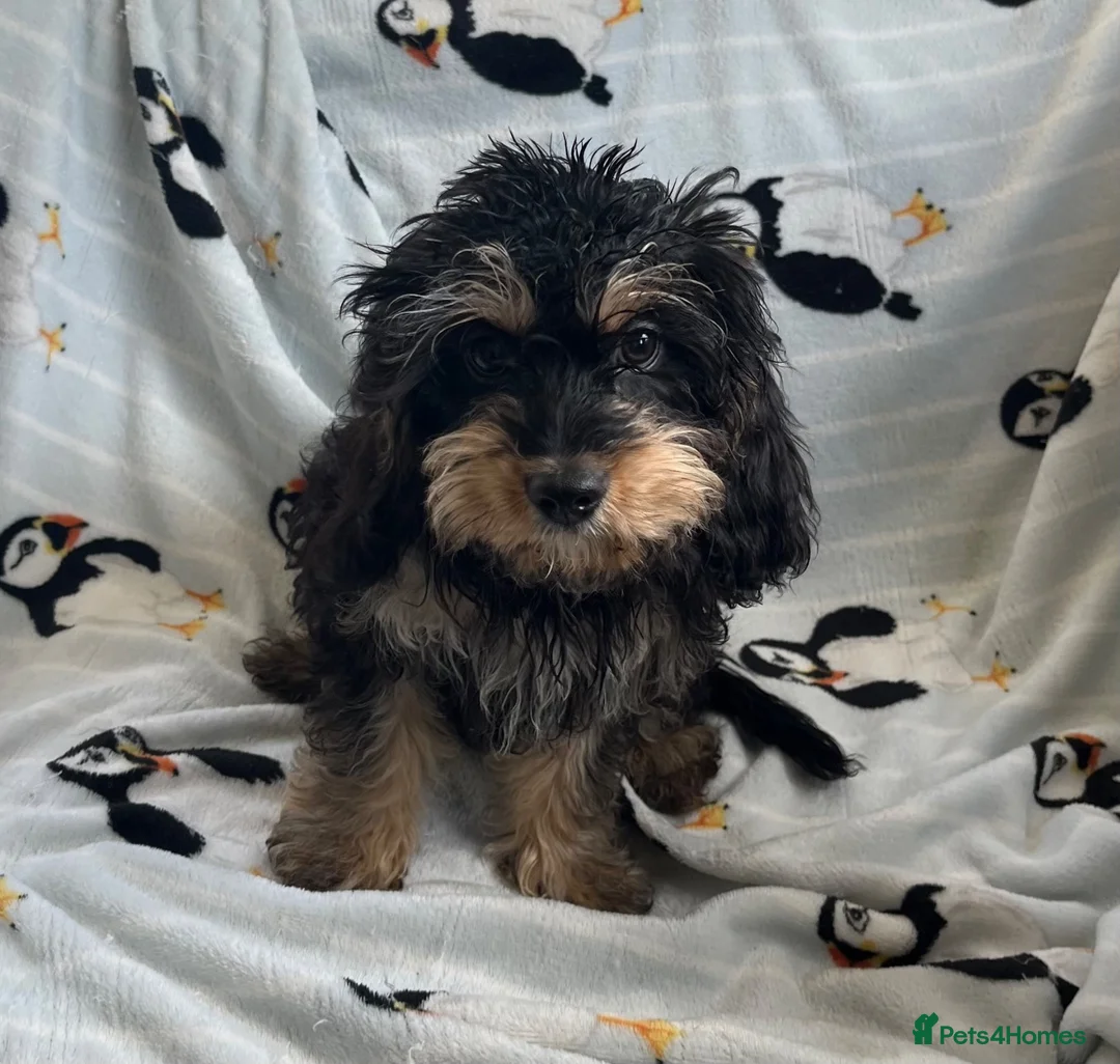 Cavapoo dogs for sale: 2 gorgeous F1 Cavapoo Puppies - Advert 3