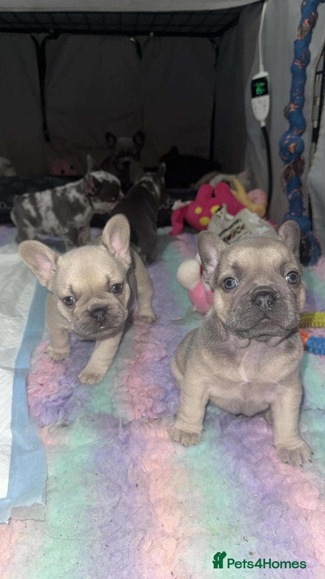 French Bulldog dogs for sale: French bulldogs pedigree - Advert 15