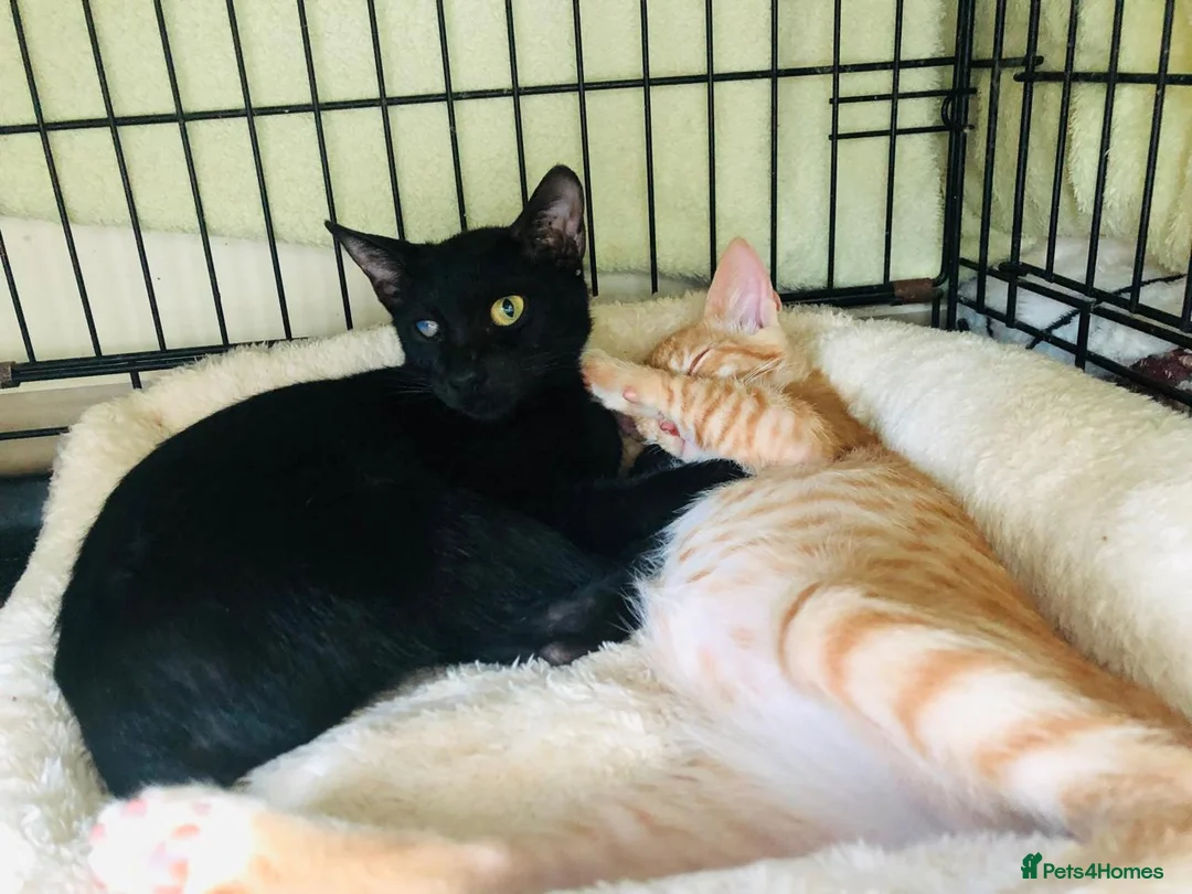 Mixed Breed cats for adoption: ROXY ELLA HEALTHY KITTEN GIRLS SOAYED  VACCINATED  - Advert 6