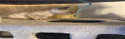Bengal cats for sale: Bengal kittens blue eye snow and a green eye mink in Bradford - Advert 9