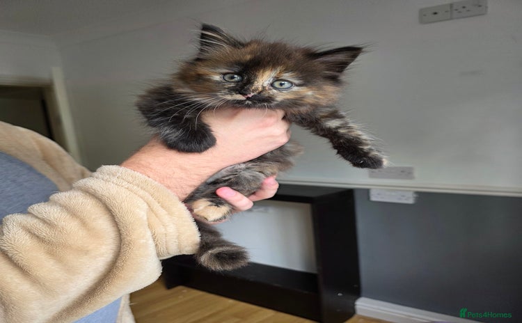 Mixed Breed cats - Advert 14