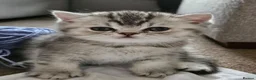 British Shorthair cats for sale: Beautiful GCCF Registered Kittens For Sale - Advert 17