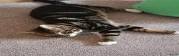 Mixed Breed cats for sale: Lovely 4-Year-Old Tabby Looking for a Loving Home - Advert 3