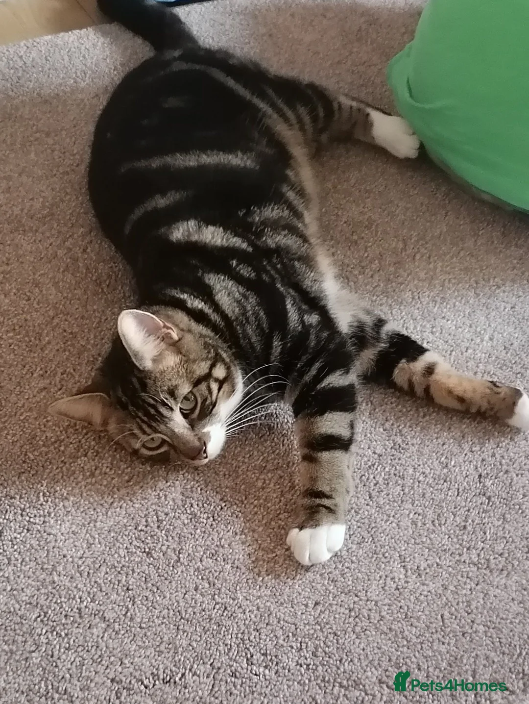 Mixed Breed cats for sale: Lovely 4-Year-Old Tabby Looking for a Loving Home - Advert 5