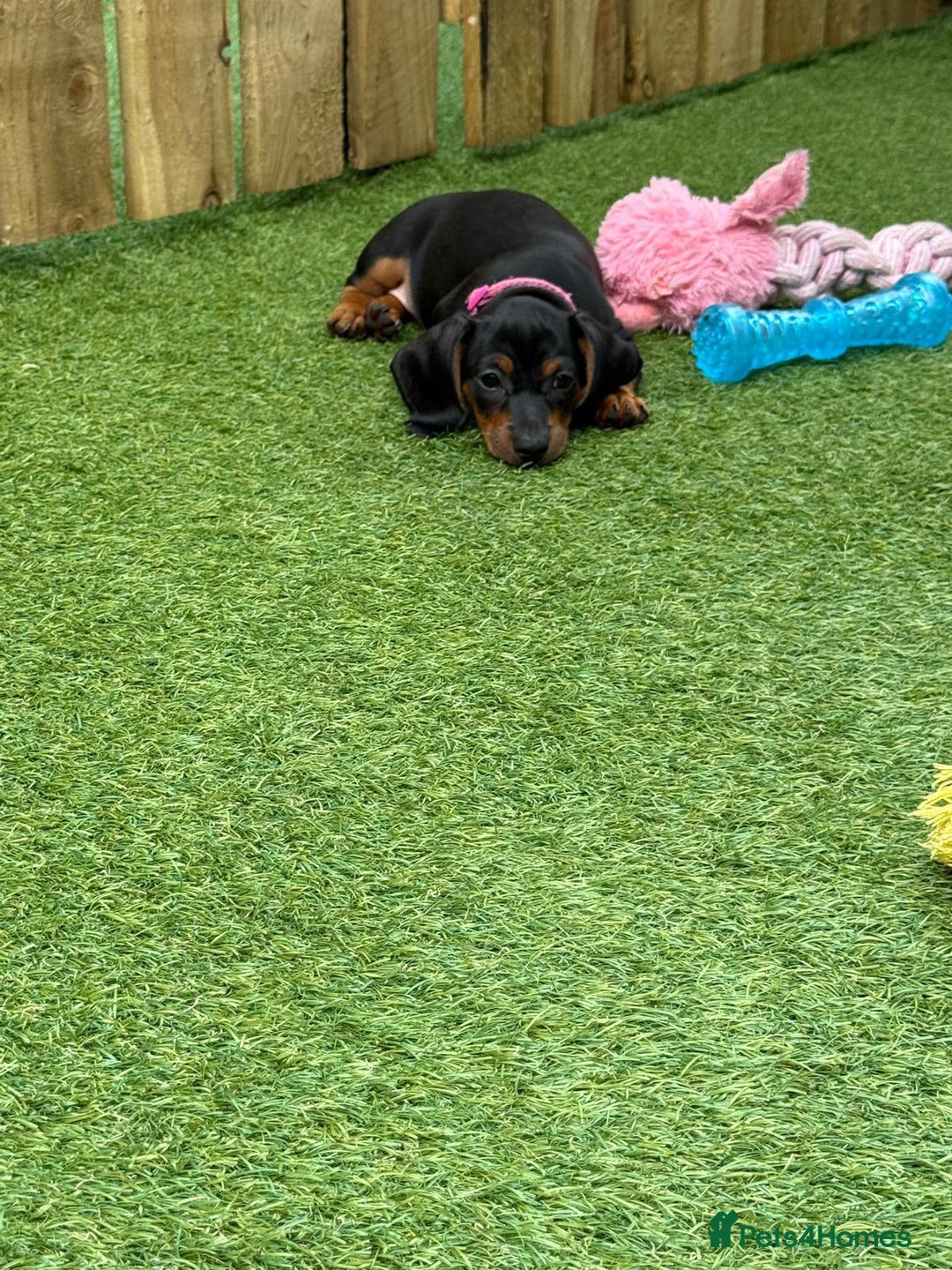 Miniature Dachshund dogs for sale: Miniature Dachshund Puppies - Advert 5