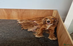 Cockapoo dogs for sale: 7 beautiful cockapoos  - Image 1