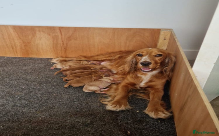 Cockapoo dogs for sale - Advert 2