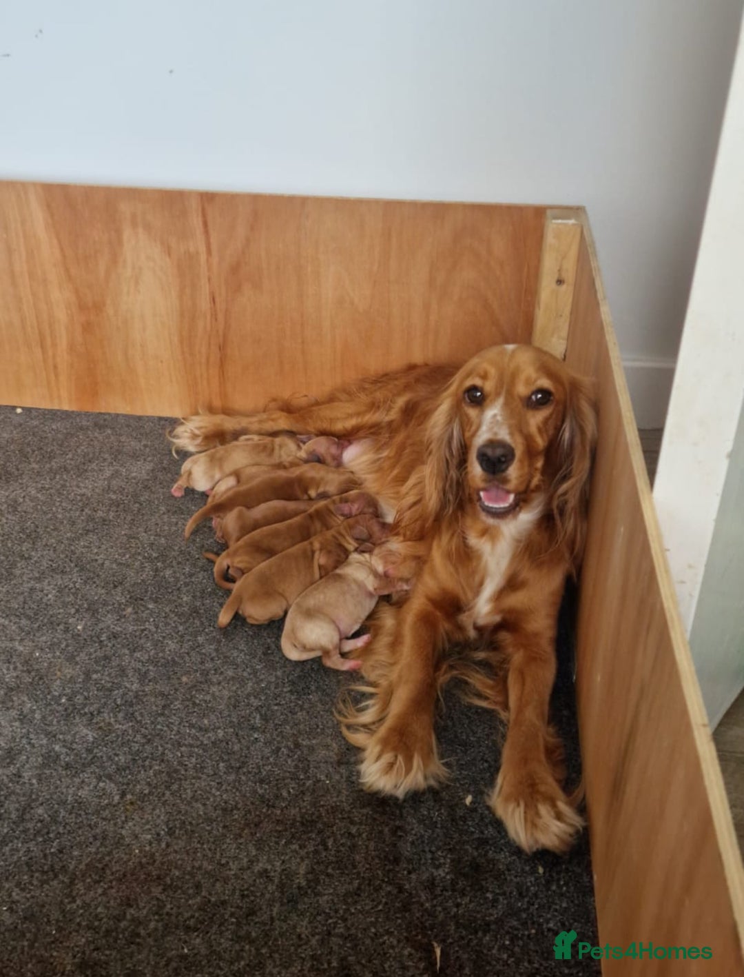 Cockapoo dogs for sale: 7 beautiful cockapoos  - Image 1