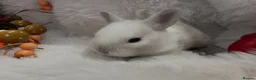 Rex rabbits for sale: Rex x Netherland dwarf  - Advert 10
