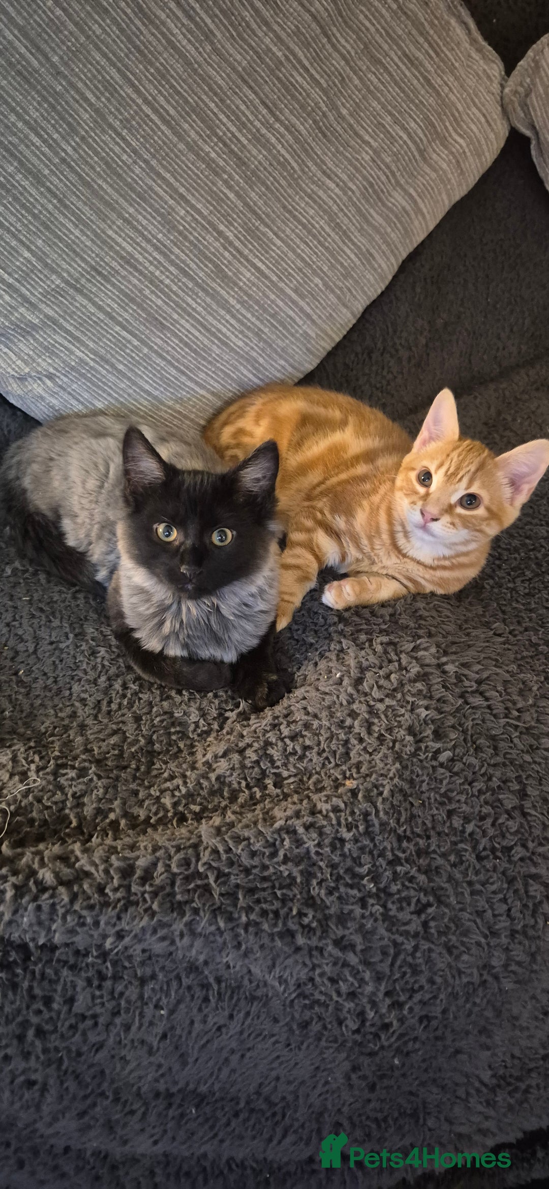 Mixed Breed cats for sale: Kittens - Advert 2
