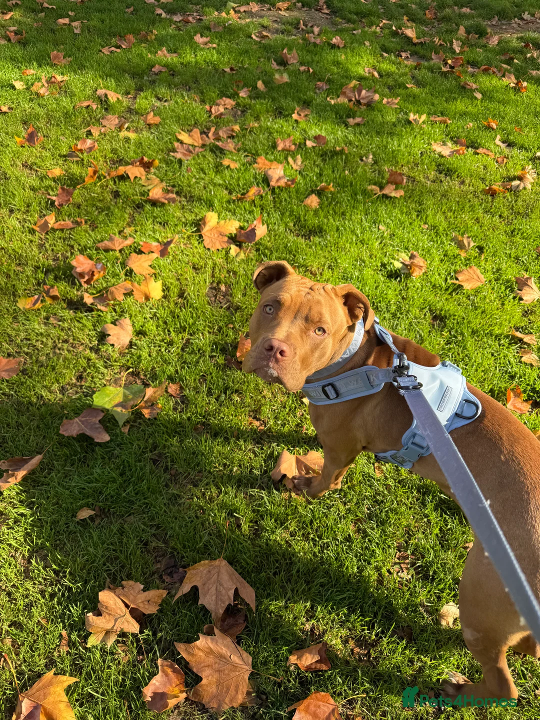 Mixed Breed dogs for sale: Seeking forever home for the sweetest girl  - Advert 4