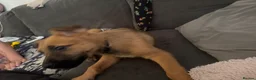 Mixed Breed dogs for sale: German Shepherd cross lurcher puppies  - Advert 4