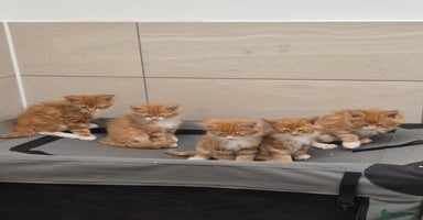 Maine Coon cats - Advert 7