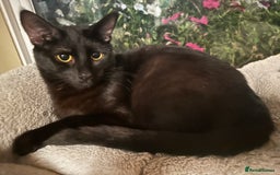 Bengal cats for sale: Bengal x Bombay kittens —REDUCED FR £120 TO £75 - Image 2