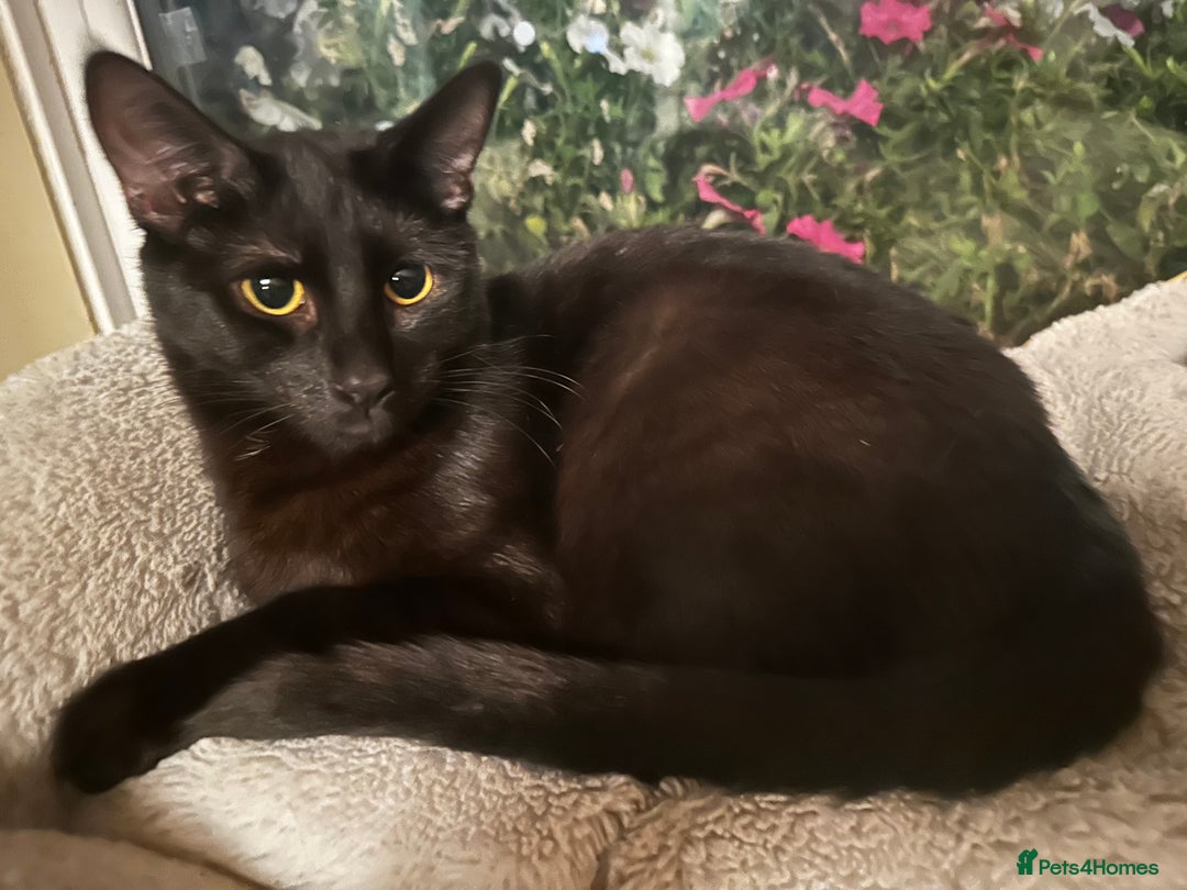 Bengal cats for sale: Bengal x Bombay kittens —REDUCED FR £120 TO £75 - Image 2
