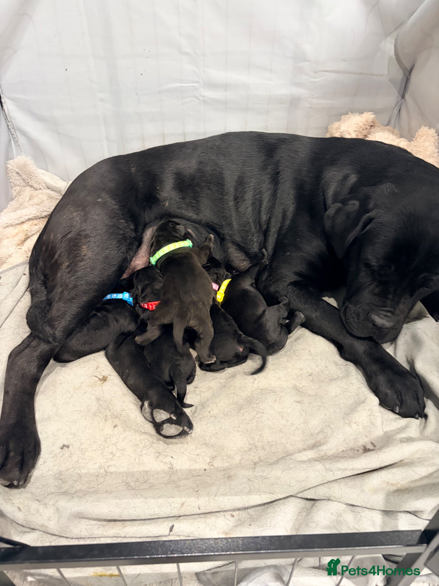 Cane Corso dogs Cane Corso puppy’s  - Advert 1