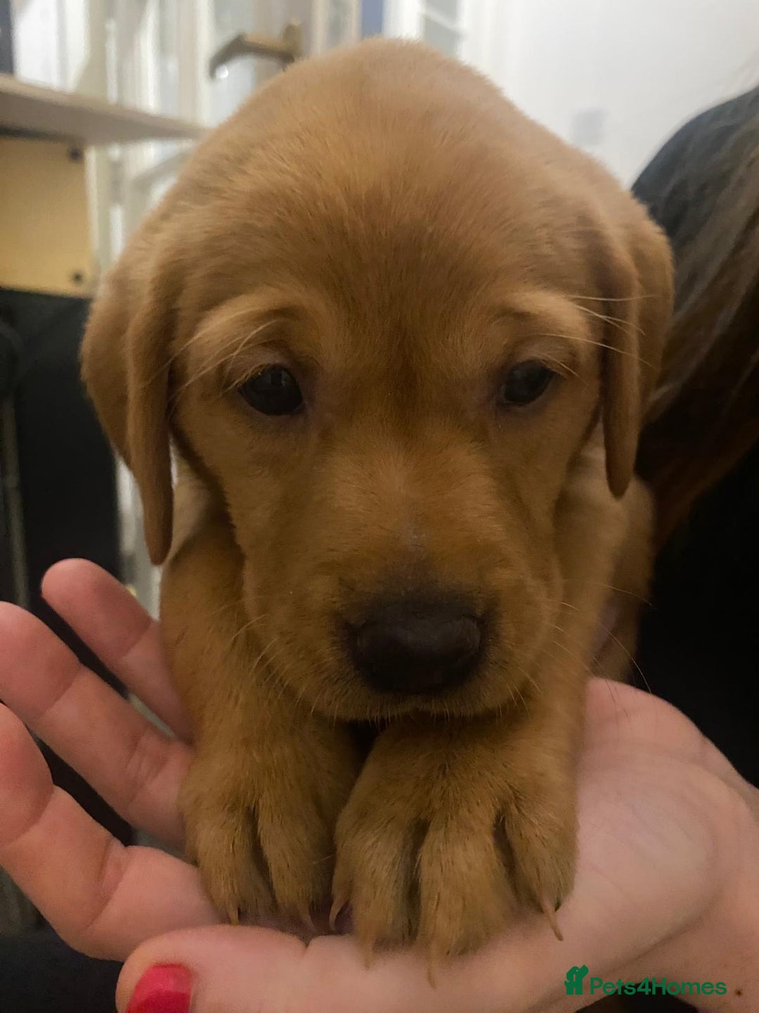 Labrador Retriever dogs for sale: Fox red labrador pups Glasgow  - Advert 34