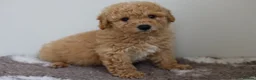 Cavapoo dogs for sale: Cavapoo Puppies  - Advert 24