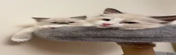 Ragdoll cats for sale: Stunning GCCF Registered Ragdoll kittens in Redruth - Advert 5