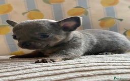Chihuahua dogs for sale: Outstanding BLUE/TAN & LILAC/TAN puppies  - Image 13
