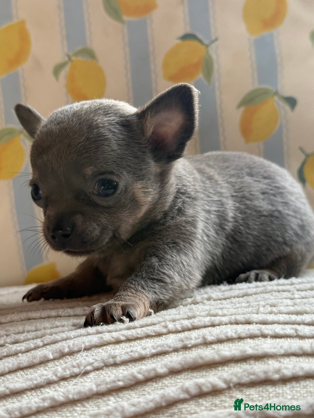 Chihuahua dogs for sale: Outstanding BLUE/TAN & LILAC/TAN puppies  - Image 13