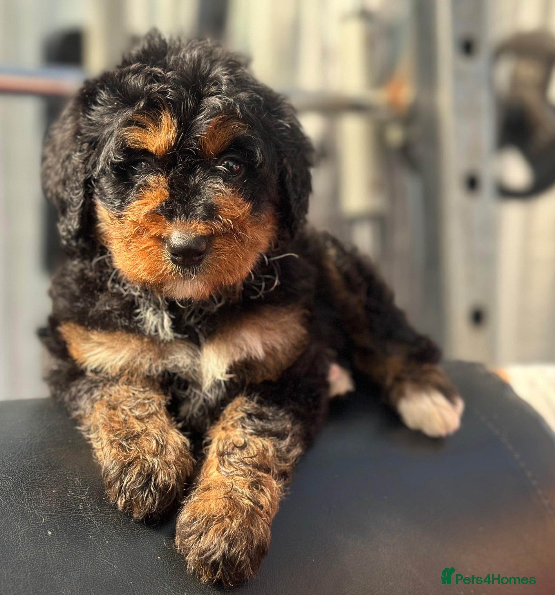 Bernedoodle dogs standard F1 Bernadoodles black/white 1600  - Advert 1