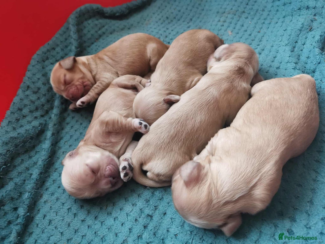 American Cocker Spaniel dogs for sale: Stunning Anerican Cocker spaniels girl - Advert 22