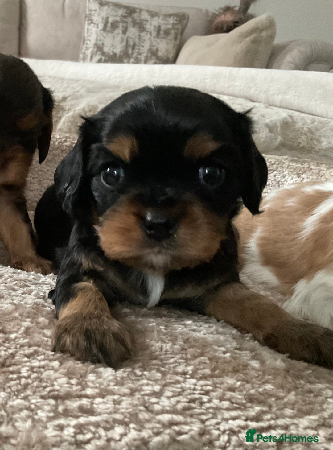Cavalier King Charles Spaniel dogs for sale: Chocolate Kc reg cavalier King Charles - Advert 23