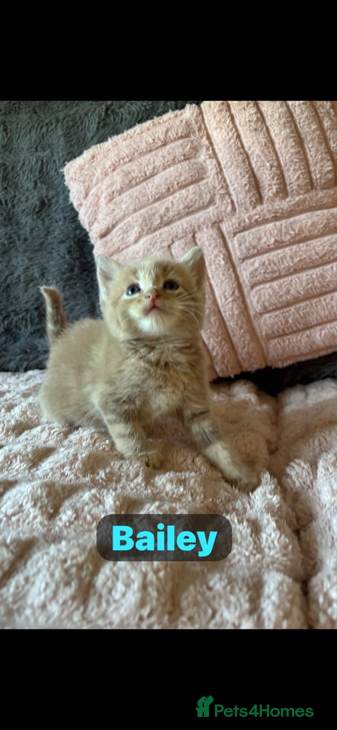 Mixed Breed cats for sale: 🩵🩷…7 stunning kittens…🩷🩵 - Advert 37