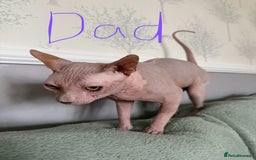 Sphynx cats for sale: 3 Sphynx boys - Image 8