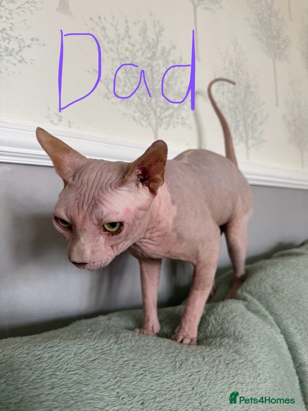 Sphynx cats for sale: 3 Sphynx boys - Image 8