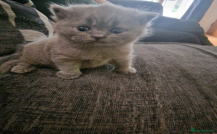 British Shorthair cats - Advert 8