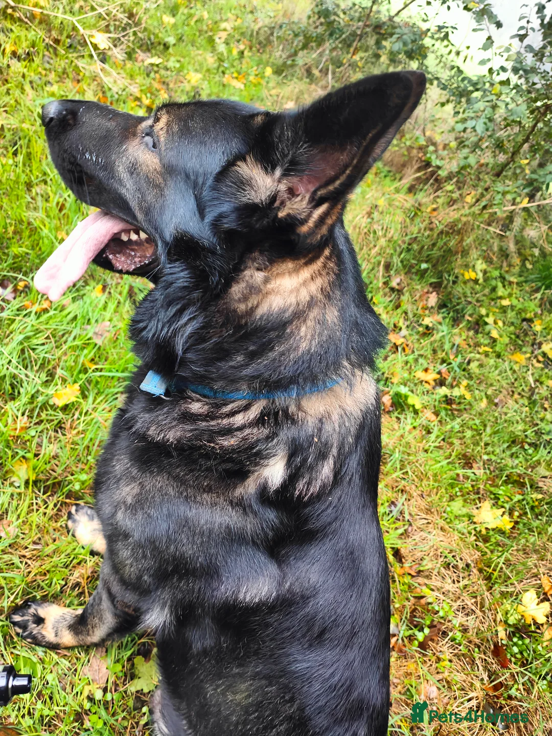 German Shepherd dogs for stud: Rocky  in Wellingborough - Advert 1